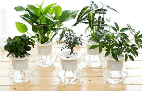 small indoor plants are arranged in white pots with clear glass water reservoirs