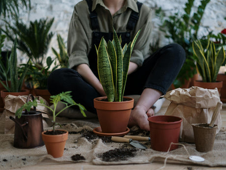 How to Start Plant Propagation at Home?