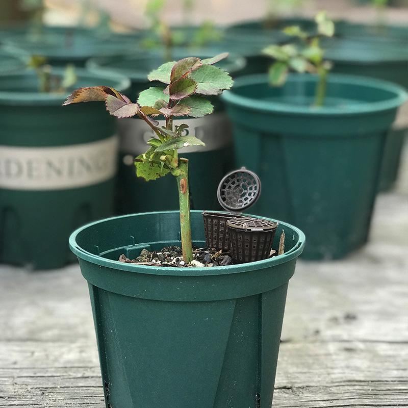 Enhance Plant Growth with the Efficient Fertilizer Basket