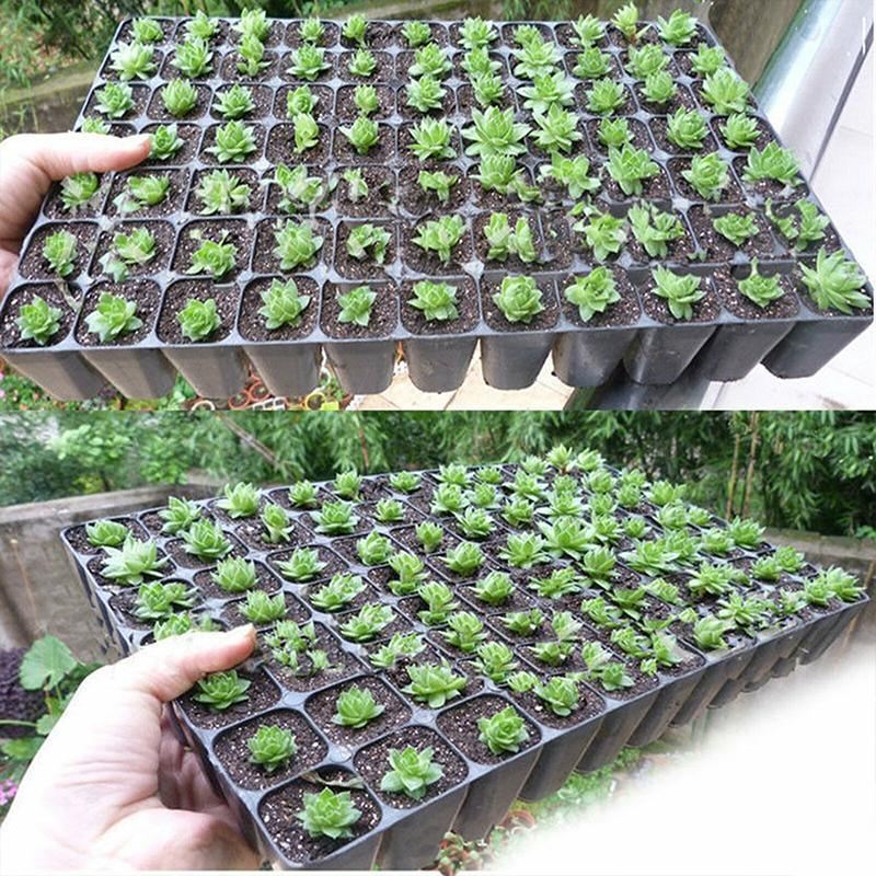 Durable and efficient seedling tray for gardening