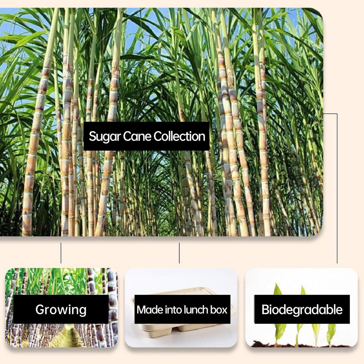 Plant Fibers Takeaway Containers Boxes 25-50pcs