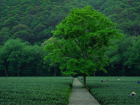 Lush green tree standing in the middle of a tea plantation