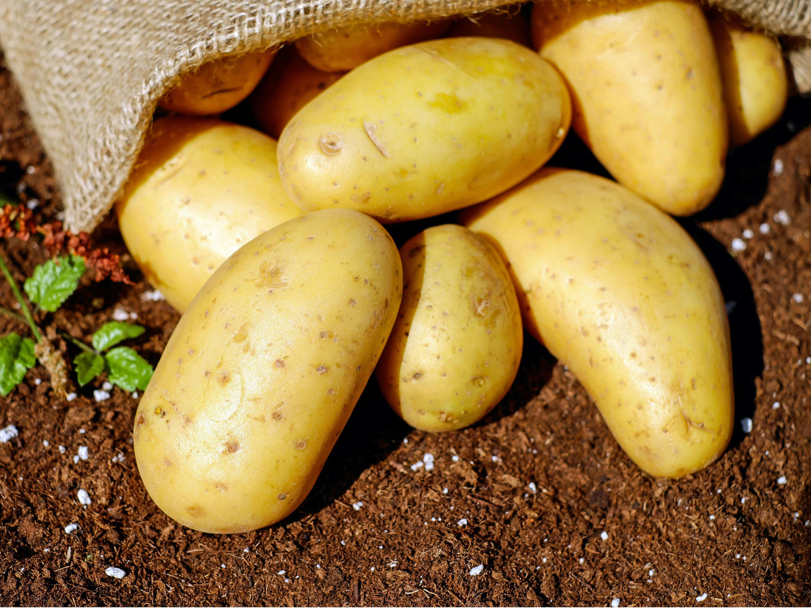 How to Grow Potatoes: A Comprehensive Step-by-Step Guide