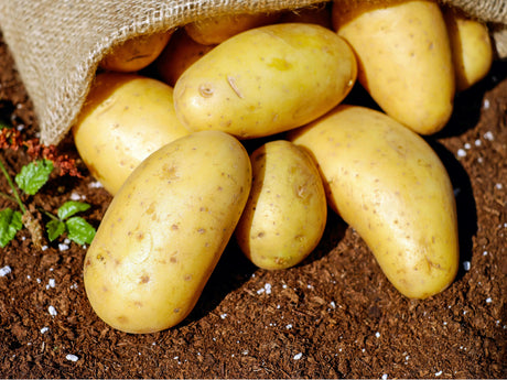 How to Grow Potatoes: A Comprehensive Step-by-Step Guide