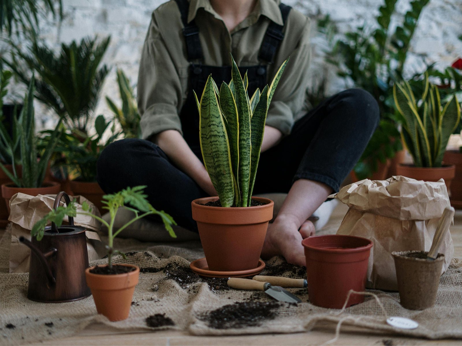 How to Start Plant Propagation at Home?