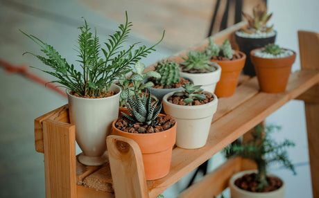 The Ultimate Guide to Starting a Home Garden on a Budget
