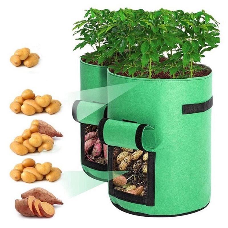 Healthy potato plants growing in potato grow bags