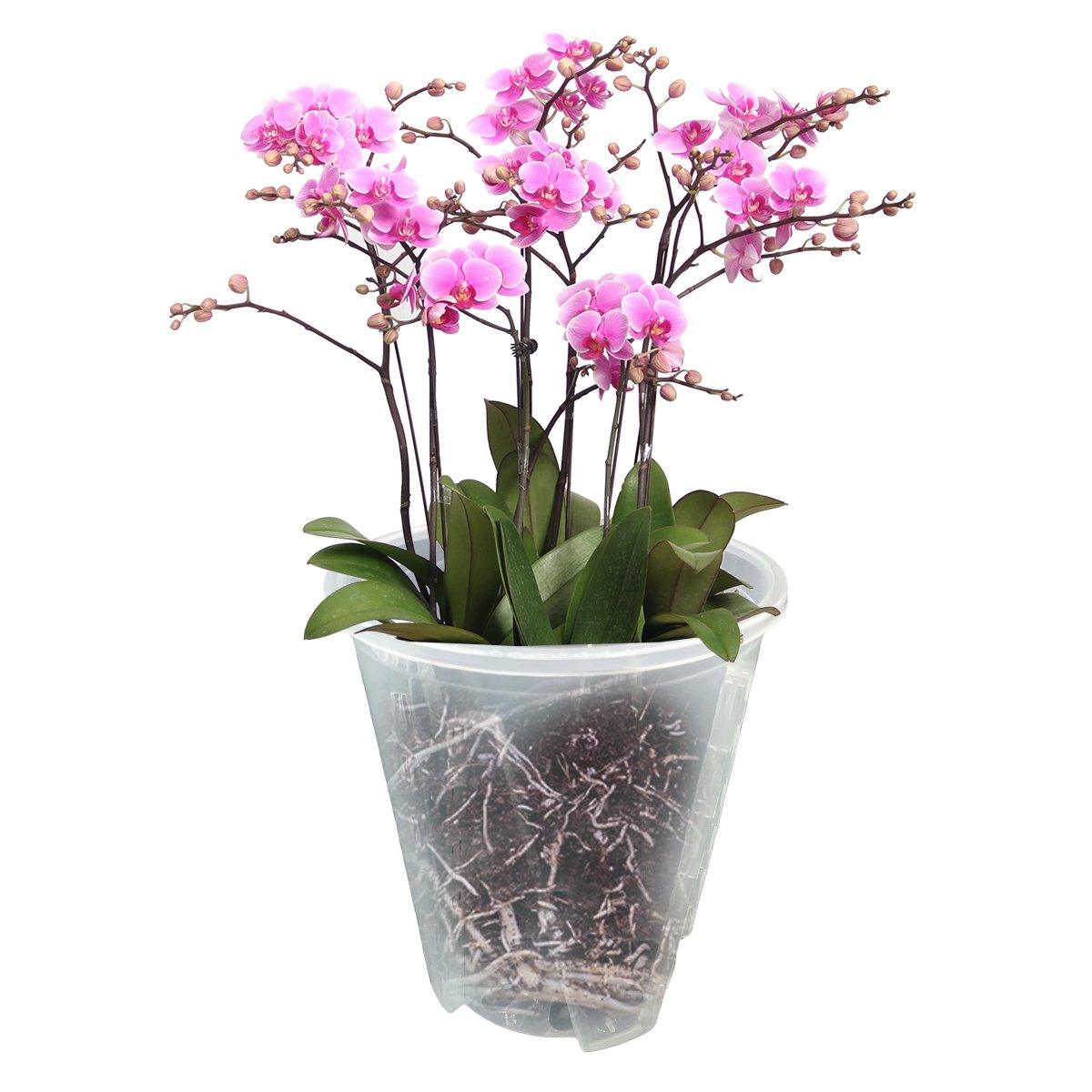 Promote Healthy Growth with Orchid Pots with Holes