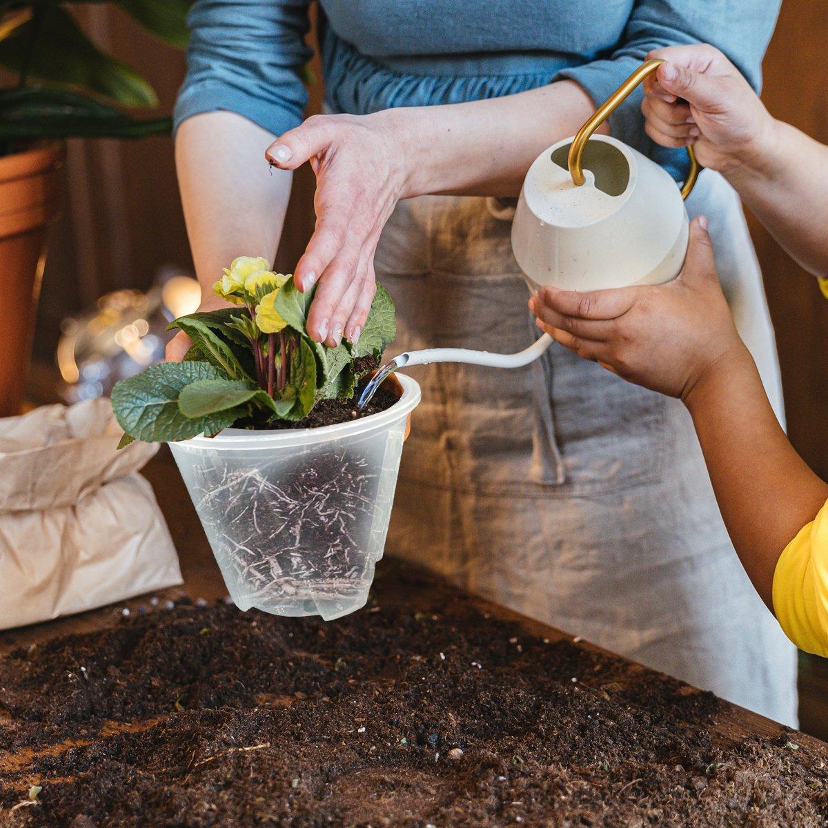 Promote Healthy Growth with Orchid Pots with Holes